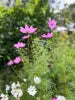 Sow n sow Gift Card - Garden Wonderland - Gaudy & Prim