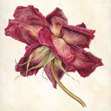 Greeting Card - The Last Rose