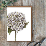Greeting Card - Hydrangea