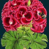 Greeting Card - Geranium