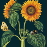 Greeting Card - Sunflowers