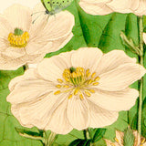 Greeting Card - Botanicals