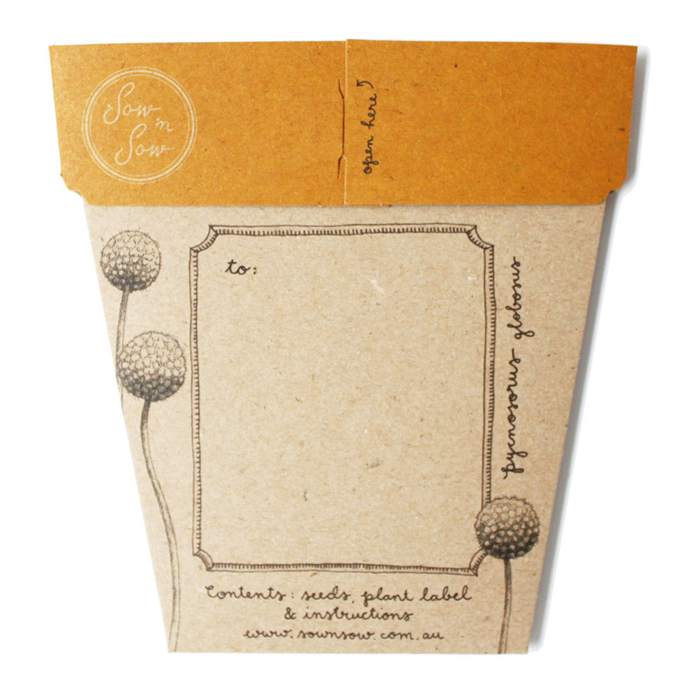 Sow n sow Gift Card - Billy Buttons Australian Native - Gaudy & Prim