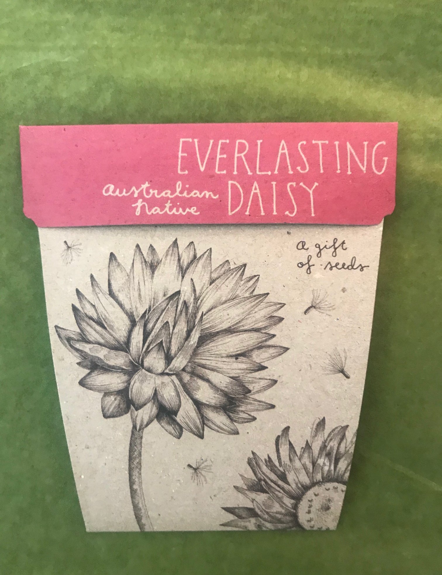 Sow n sow Gift Card Everlasting Daisy  Australian Native - Gaudy & Prim