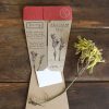 Sow n sow Gift Card - Kangaroo Paw - Gaudy & Prim