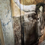 Texas Longhorn Decoupage papers - Gaudy & Prim