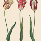 Annie Sloan RHS Decoupage Paper - Dutch Tulips - Gaudy & Prim